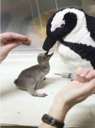Illustration for article titled 10 Photos Of Animals With Stuffed Animals